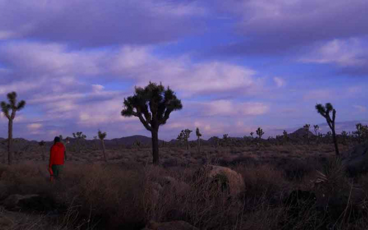 a person stands among joshua trees under a purple sky on an outward bound veterans expedition